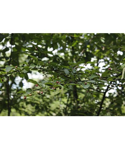 Irga (Cotoneaster nitens) (łac. Cotoneaster nitens)