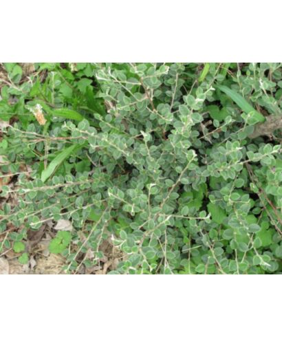 Irga (Cotoneaster applanatus) (łac. Cotoneaster applanatus)