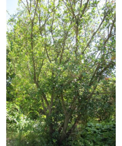 Dąb (Quercus phillyreoides)