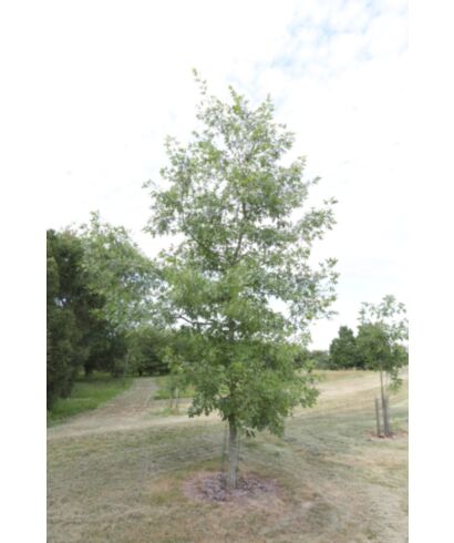 Dąb szkarłatny 'Splendens' (łac. Quercus coccinea)