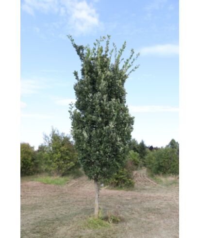 Dąb szypułkowy 'Kasseler Rakete' (łac. Quercus robur)