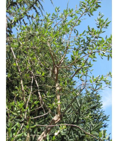 Dąb korkowy (łac. Quercus suber)