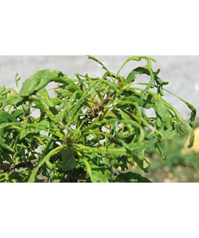 Dąb szypułkowy  'Hentzei' (łac. Quercus robur)