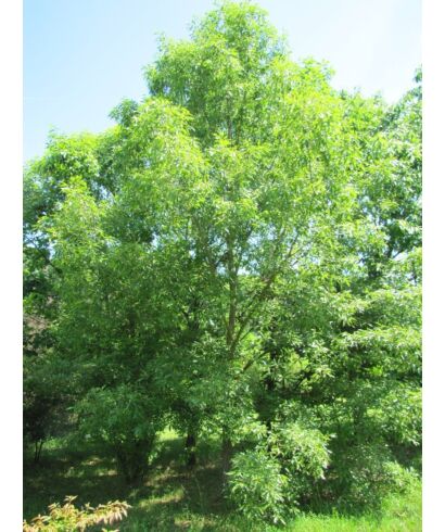 Dąb Aliena (łac. Quercus aliena)