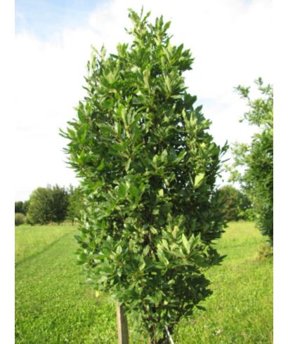 Dąb bezszypułkowy 'Columna' (łac. Quercus petraea)