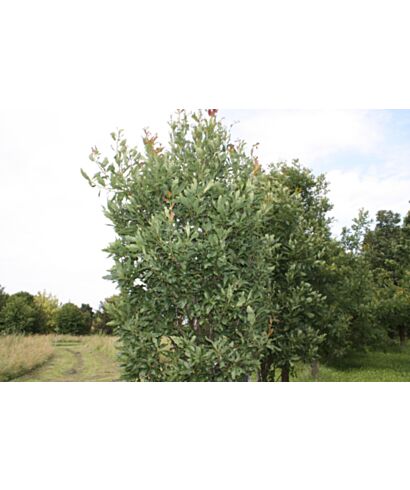 Dąb bezszypułkowy 'Columnaris' (łac. Quercus petraea)