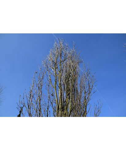 Dąb bezszypułkowy (łac. Quercus petraea)