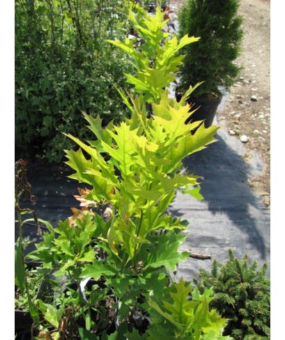 Dąb błotny 'Green Pillar' (łac. Quercus palustris)