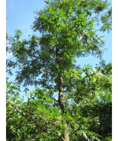 Dąb burgundzki  (łac. Quercus cerris)