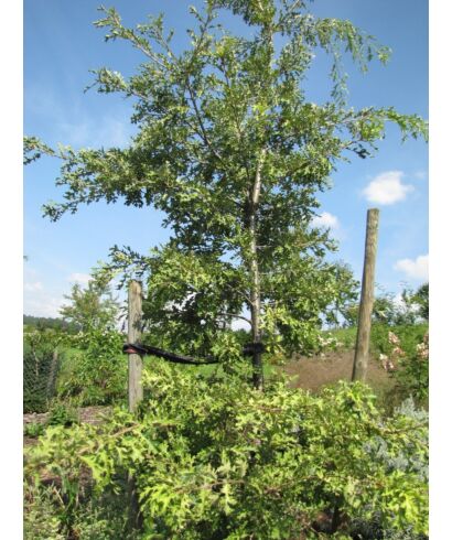 Dąb burgundzki  'Marmorata' (łac. Quercus cerris)