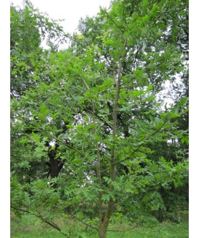 Dąb burgundzki podg. pseudocerris  (łac. Quercus cerris)