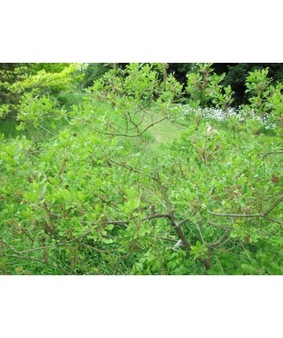 Dąb galasowy 'Birgi'  (łac. Quercus infectoria)