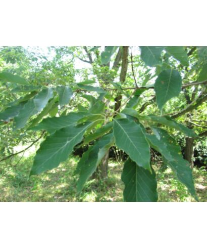 Dąb gruczołkowaty  (łac. Quercus glandulifera)