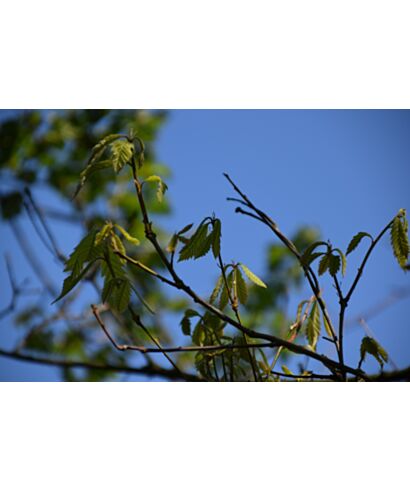 Dąb kasztanowy (Quercus prinus)