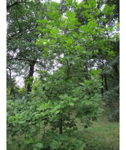 Dąb kaukaski (łac. Quercus macranthera)