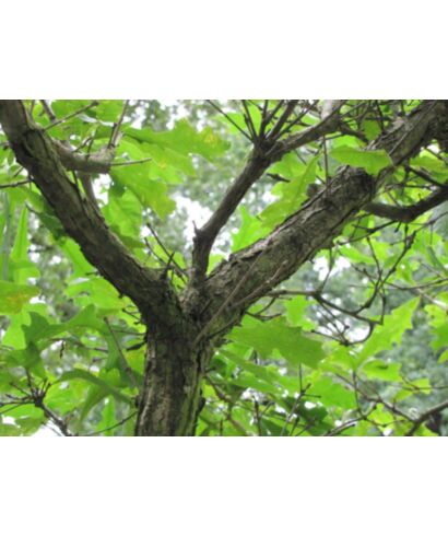 Dąb lirolistny (łac. Quercus lyrata)