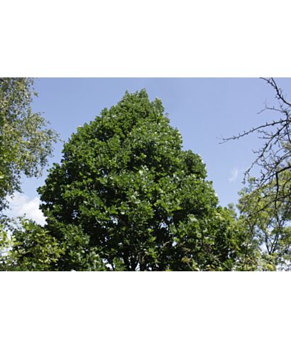 Dąb bezszypułkowy (łac. Quercus petraea)