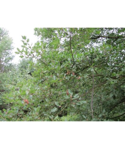 Dąb omszony  (łac. Quercus pubescens)