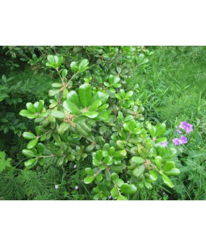 Dąb (Quercus phillyraeoides) 'Emerald'  (łac. Quercus phillyraeoides)