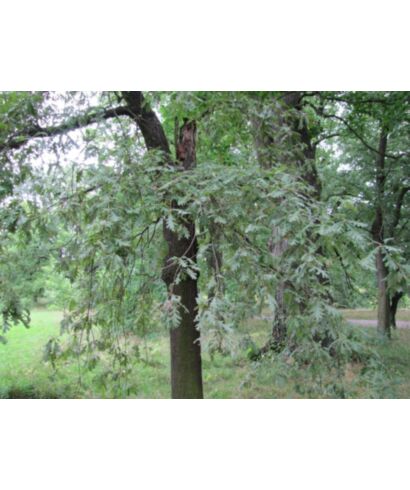 Dąb pirenejski 'Pendula' (łac. Quercus pyrenaica)