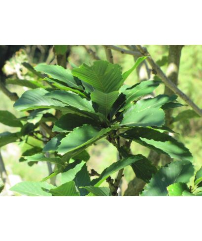 Dąb pontyjski (łac. Quercus pontica)