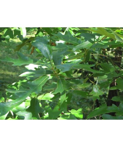 Dąb (Quercus falcata)