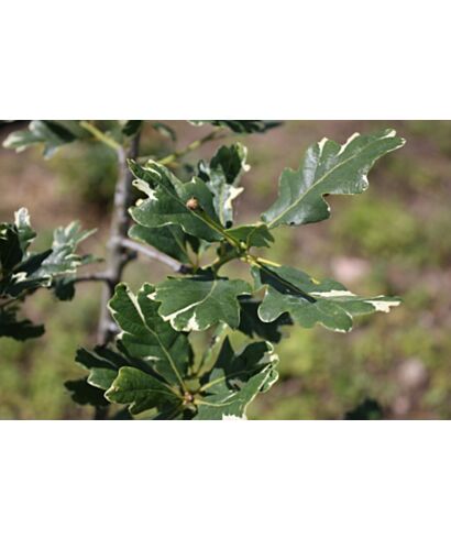 Dąb szypułkowy 'Argenteomarmorata' (łac. Quercus robur)