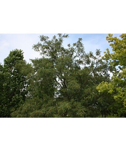 Dąb szypułkowy 'Laciniata' (łac. Quercus robur)