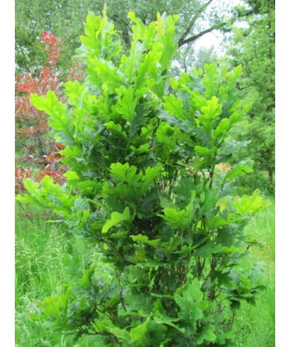Dąb szypułkowy  'Menhir' (łac. Quercus robur)