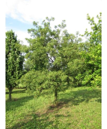 Dąb szypułkowy  'Pectinata' (łac. Quercus robur)