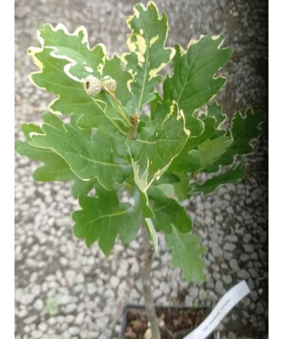 Dąb szypułkowy  'Variegata' (łac. Quercus robur)