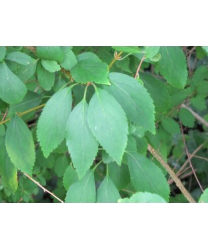 Forsycja zielona odm. koreańska  (łac. Forsythia viridissima)