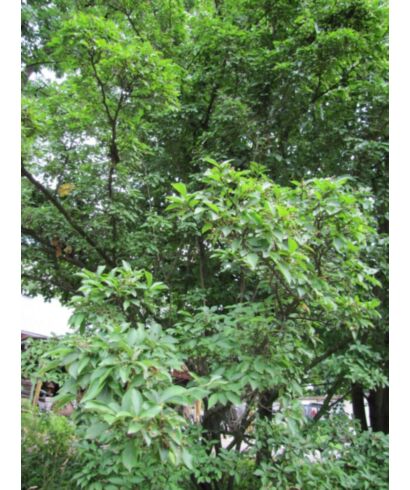 Głogownik kosmaty (łac. Photinia villosa)
