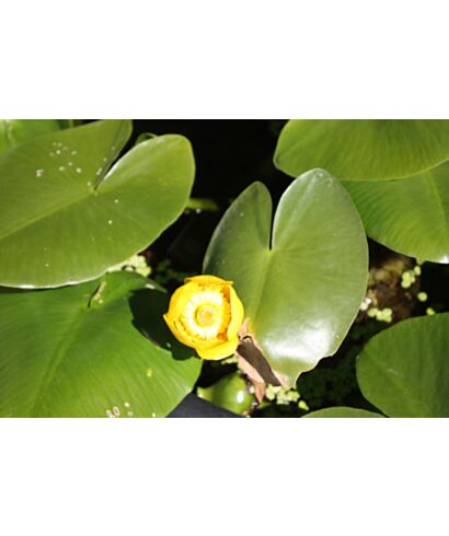 Grążel żółty (łac. Nymphaea lutea)