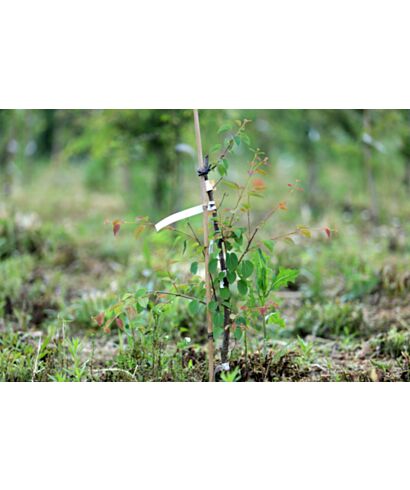 Grujecznik japoński (łac. Cercidiphyllum japonicum)