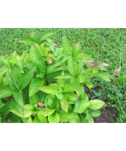 Hortensja ogrodowa (łac. Hydrangea macrophylla)