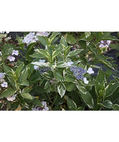 Hortensja ogrodowa 'Tricolor' (łac. Hydrangea macrophylla)