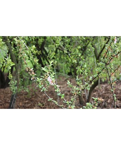 Wiśnia (Prunus bifrons) 