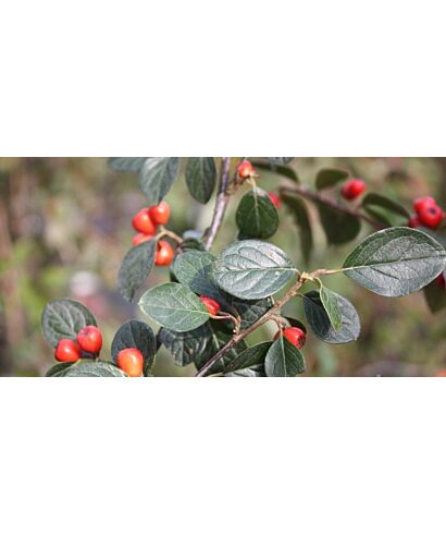 Irga (Cotoneaster insculptus) (łac. Cotoneaster insculptus)