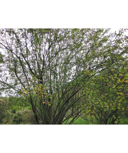 Irga (Cotoneaster aitchisonii) (łac. Cotoneaster aitchisonii)