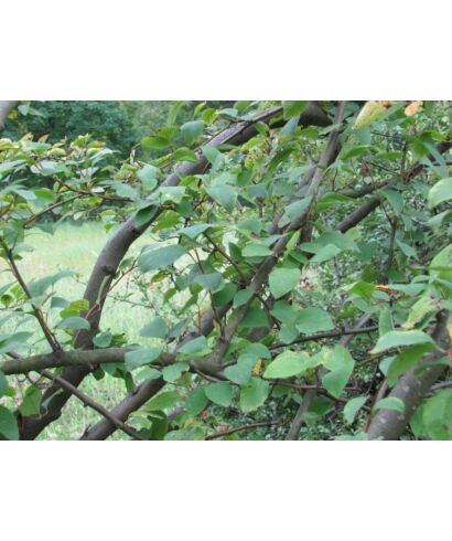 Irga (Cotoneaster calocarpa) (łac. Cotoneaster calocarpa)