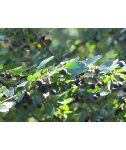 Irga czarna (łac. Cotoneaster niger)