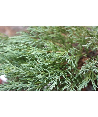 Jałowiec płożący 'Andorra Compact' (łac. Juniperus horizontalis)