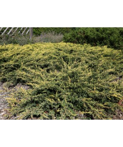Jałowiec pospolity 'Goldschatz' (łac. Juniperus communis)