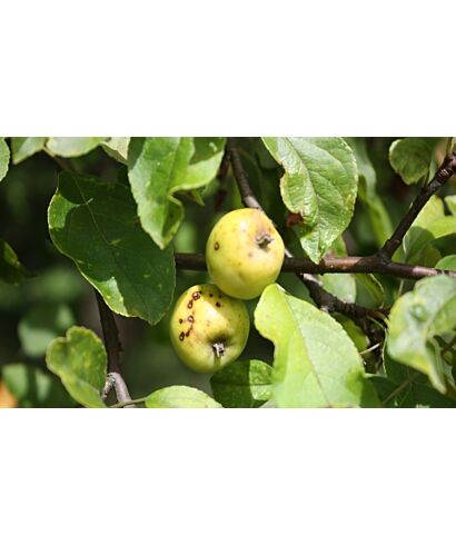 Jabłoń dzika podg. wczesny (łac. Malus sylvestris ssp.)
