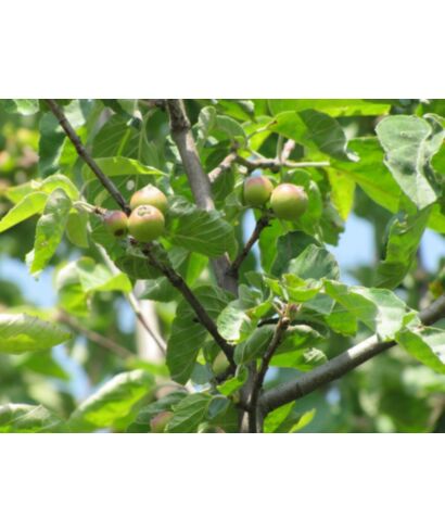 Jabłoń Czonoskiego (łac. Malus tschonoskii)