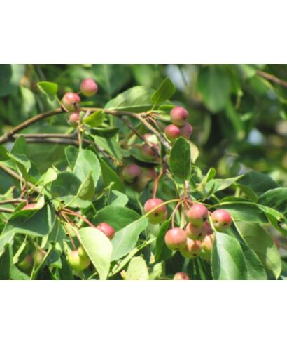 Jabłoń 'Fructopurpurea' (łac. Malus)