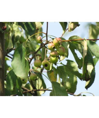 Jabłoń jagodowa 'Nigra' (łac. Malus baccata)
