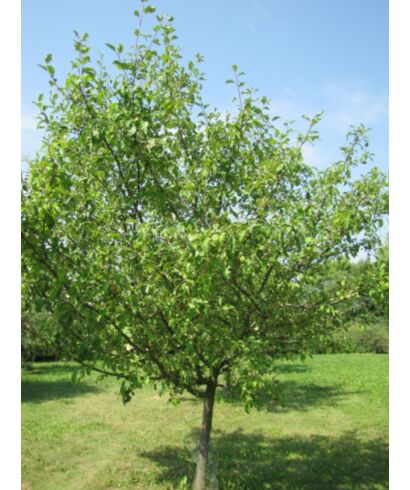 Jabłoń magdeburska (łac. Malus x magdeburgensis)