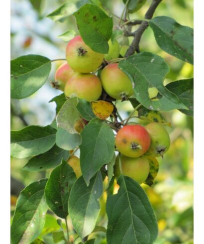 Jabłoń nadobna 'Riversii' (łac. Malus spectabilis)